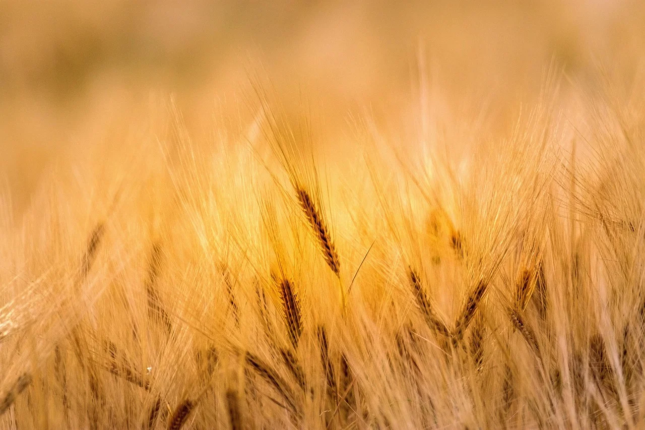 The Unstable Future of Agriculture in East Germany: Are EU Reforms a Serious Threat?