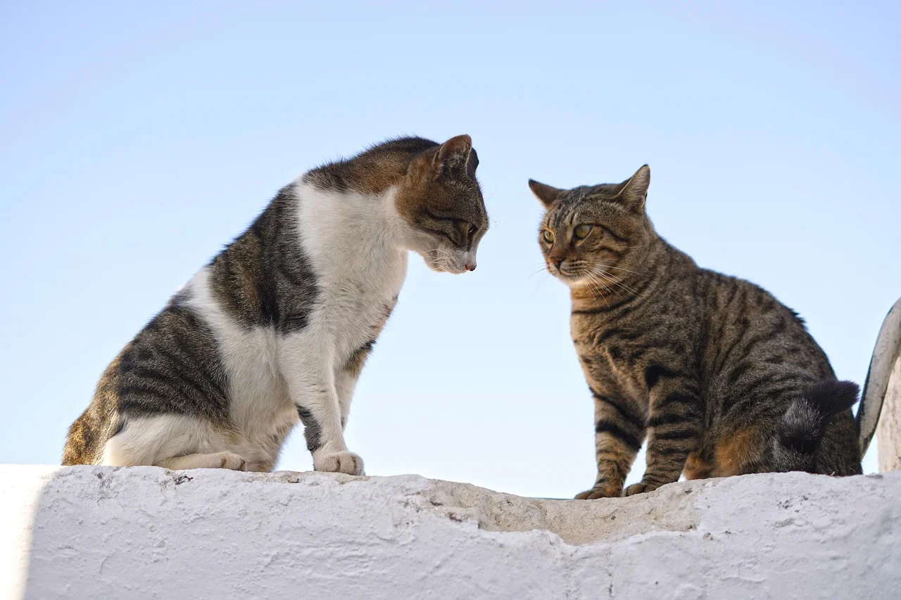 The Secrets of Body Language in the World of Cats