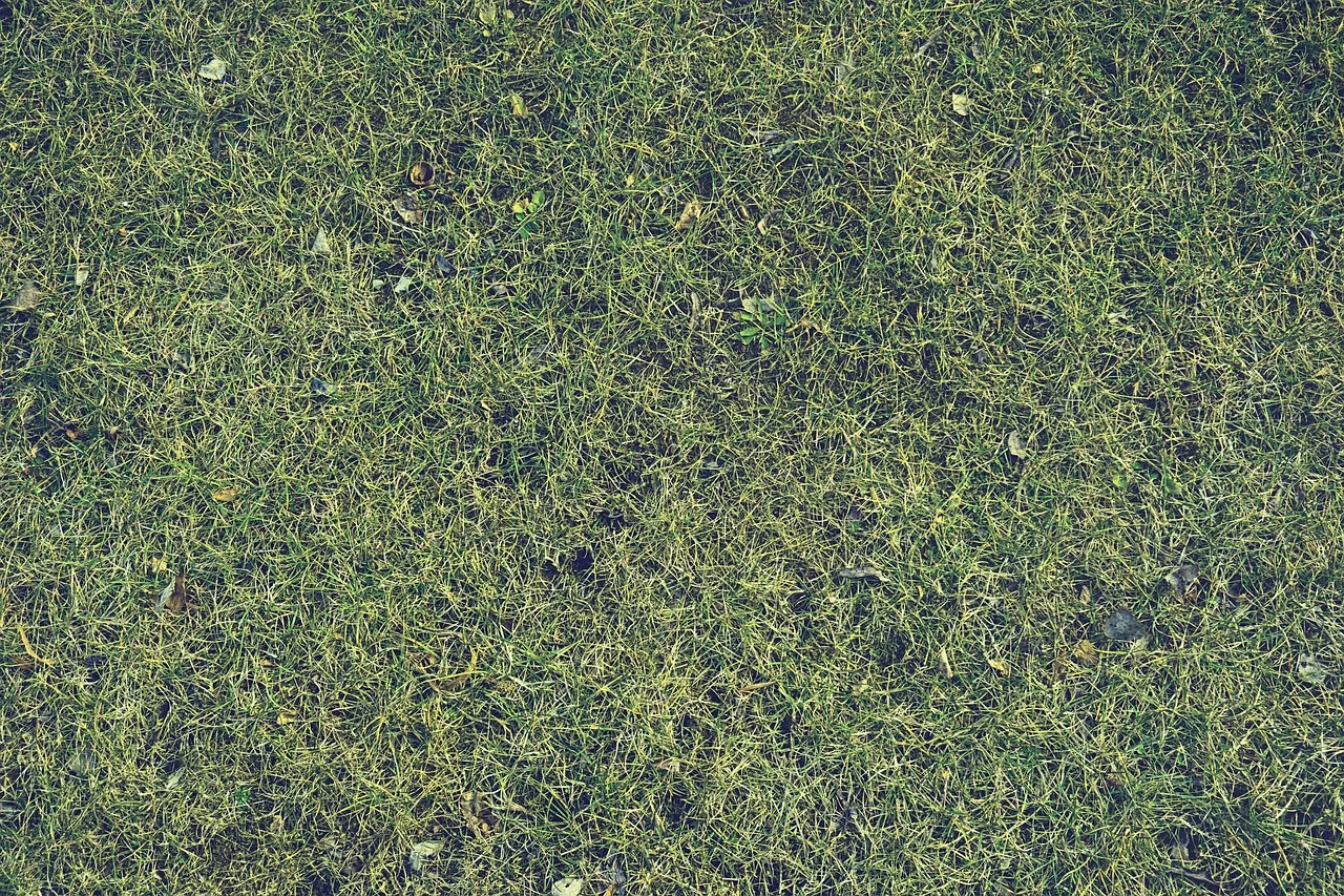 How to Keep Your Lawn Alive and Green in Summer?