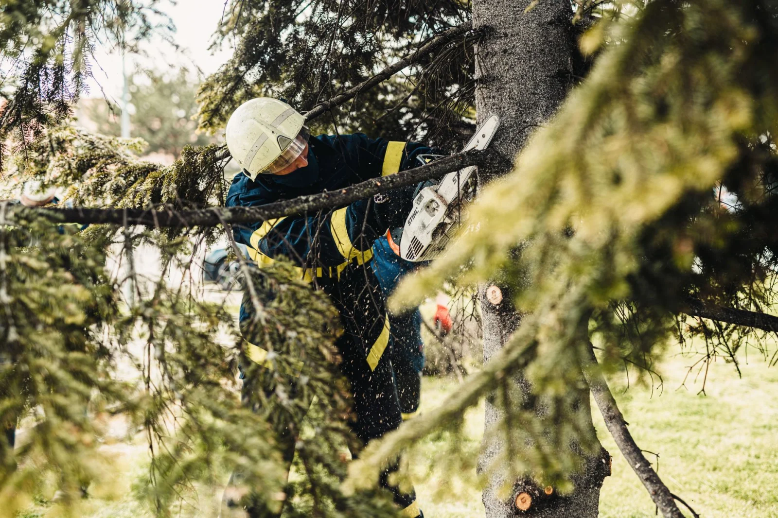 Falling Trees in Aurich; Danger for Kindergarten Children!
