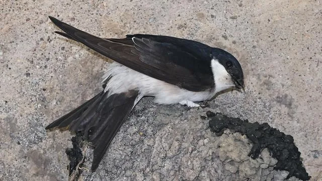Berlin's Wild Bird Station on the Brink of a Heat Crisis