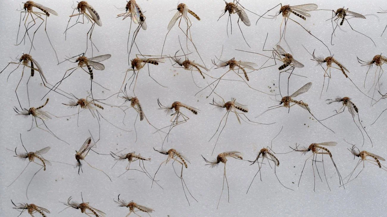 Wet Summer and the Invasion of Flies: New Enemies of Your Garden!