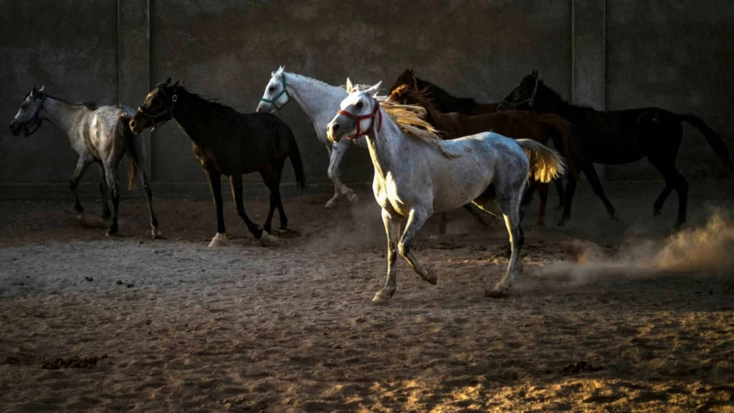 Runaway Horses: A Delightful Party in the Apple Orchard!