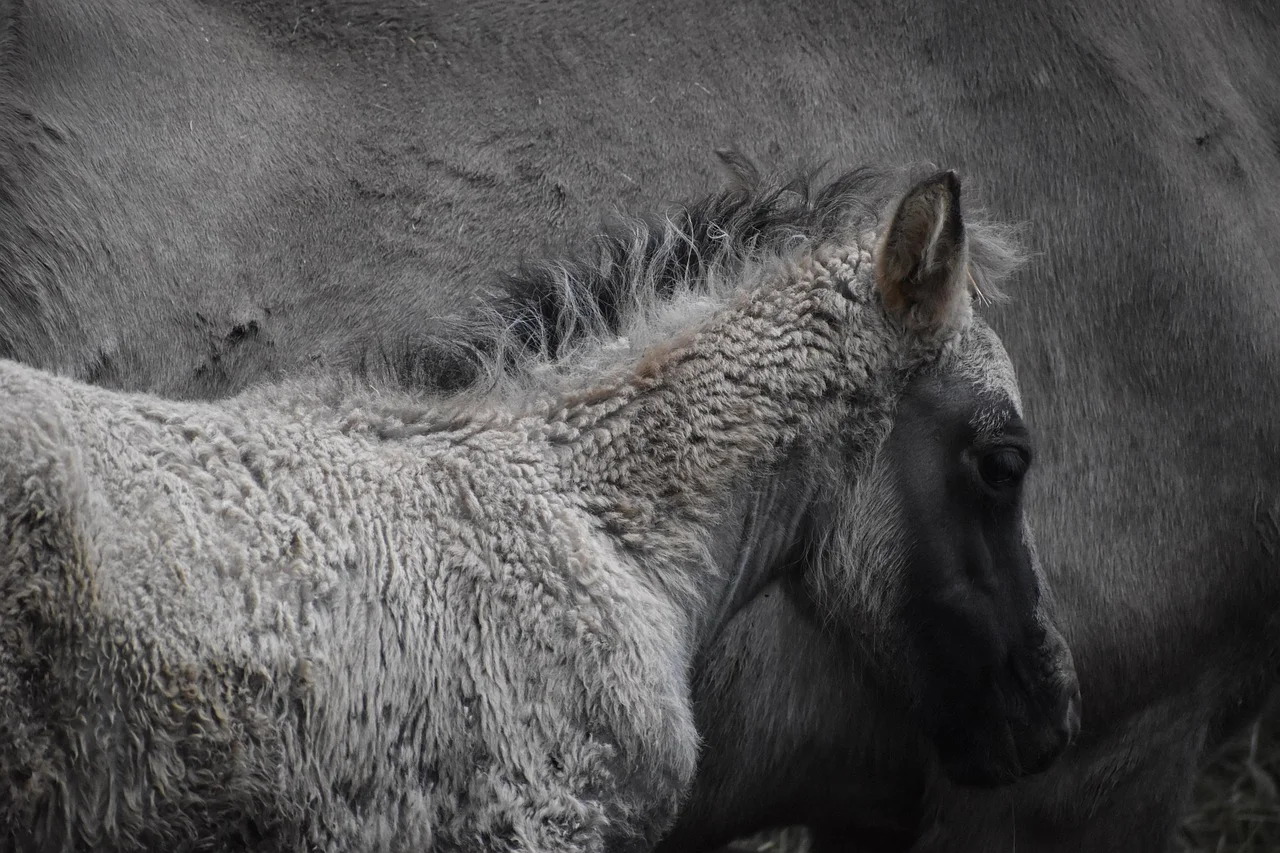 The Sprouting of Life at Munich Zoo: The Birth of Wild Horse Foals