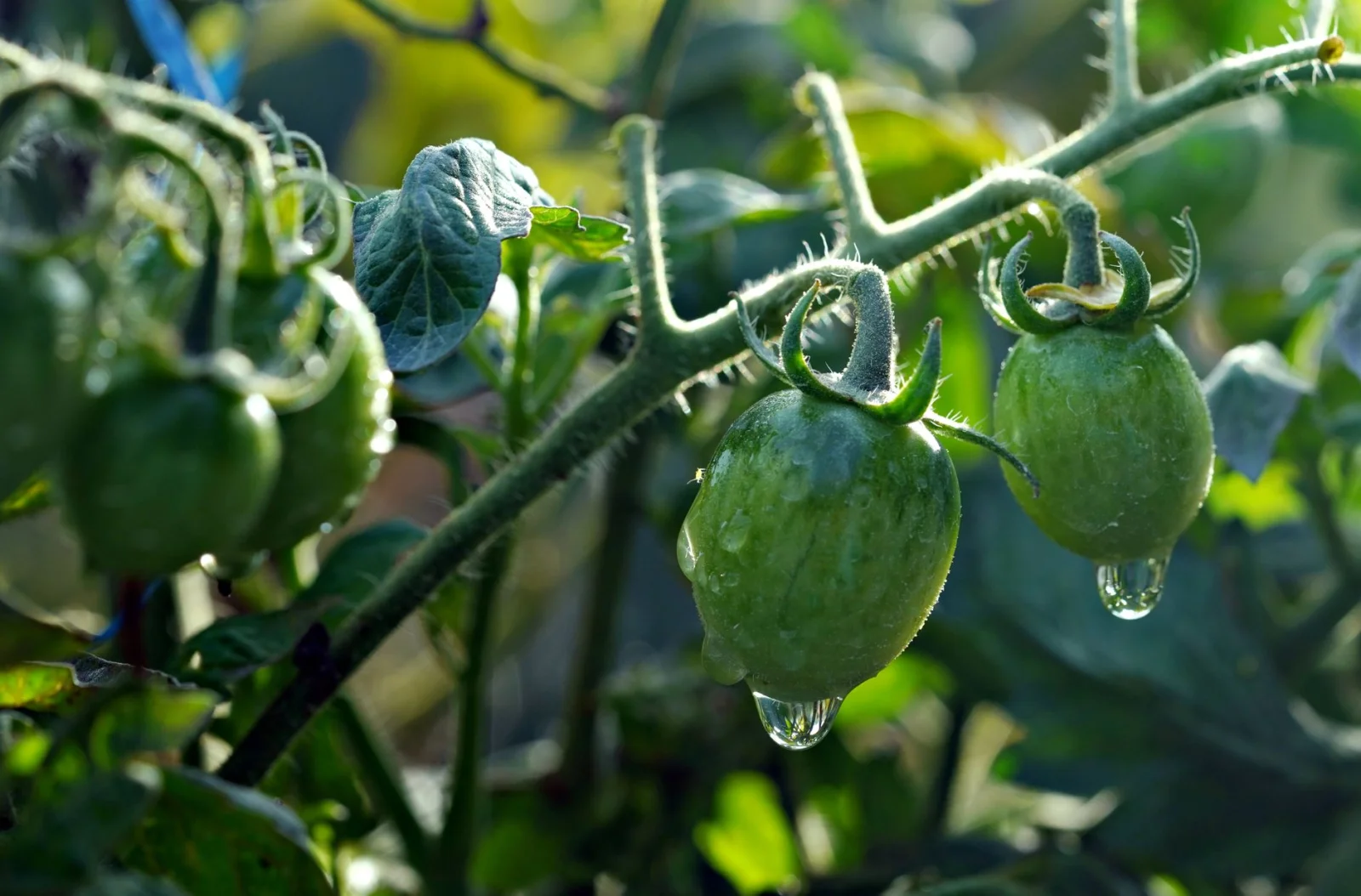 How to Keep Green Aphids Away from Tomatoes?