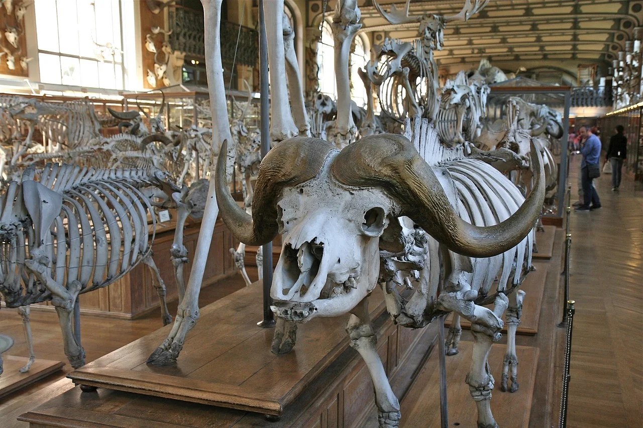 An Amazing Change in Museums: Extraordinary Worms Attack Skeletons!
