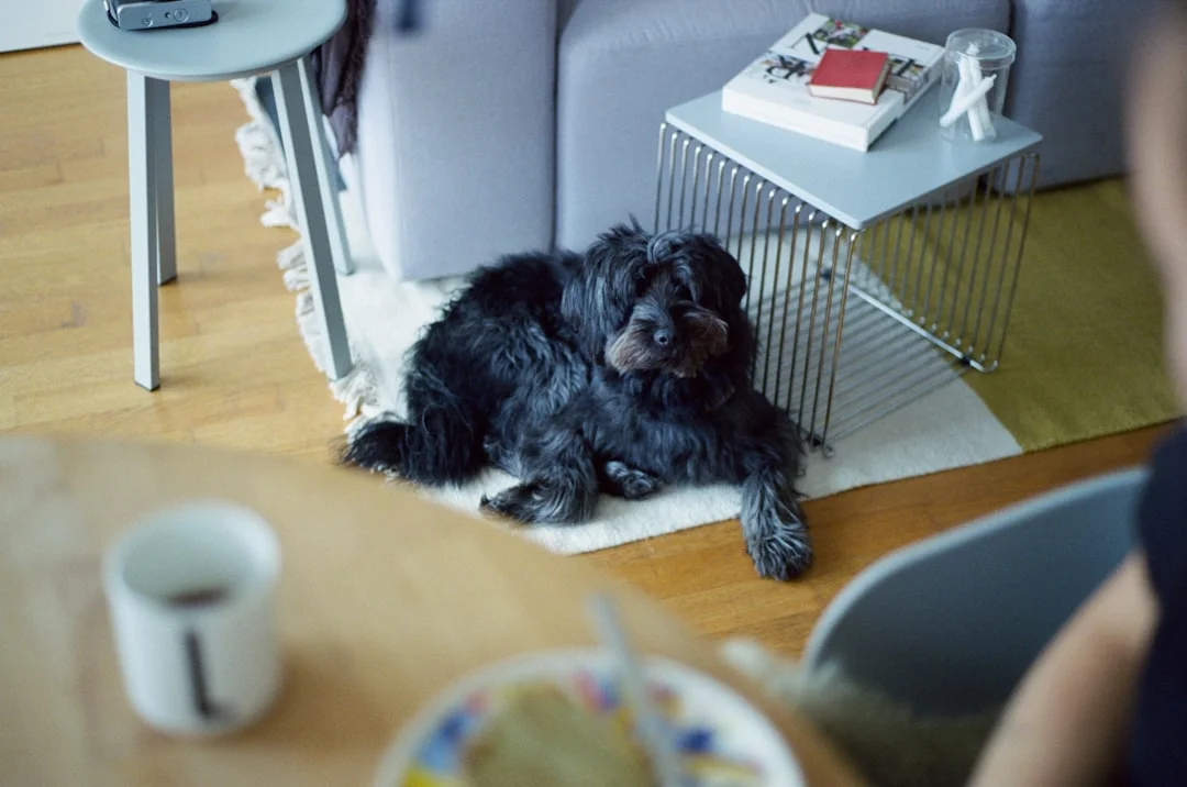 Why Are Small Dogs Becoming More Popular in Germany?