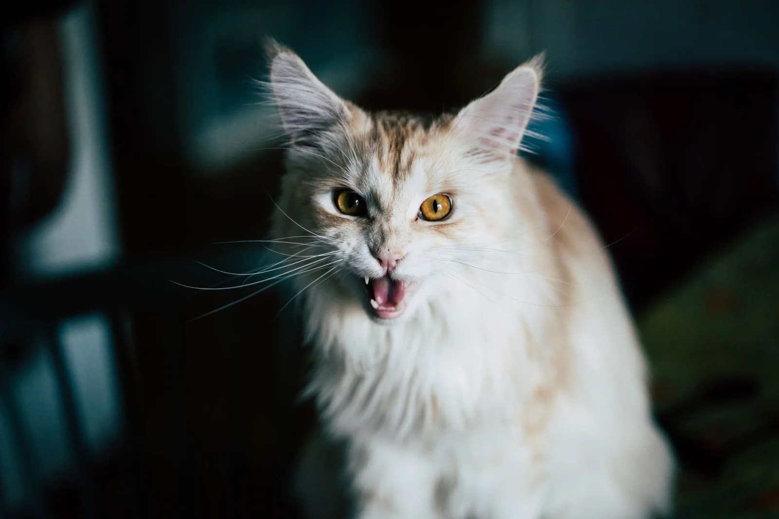 Why Does Your Cat Meow Constantly? The Behavioral Secrets of These Pets