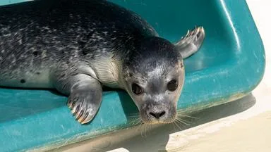 Saving the Lives of Seals: A Hospital for Hope and Life