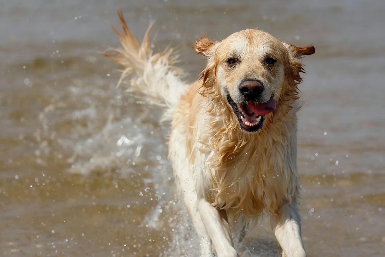 Serious Warning: Death of a Dog After Swimming in the Danube!