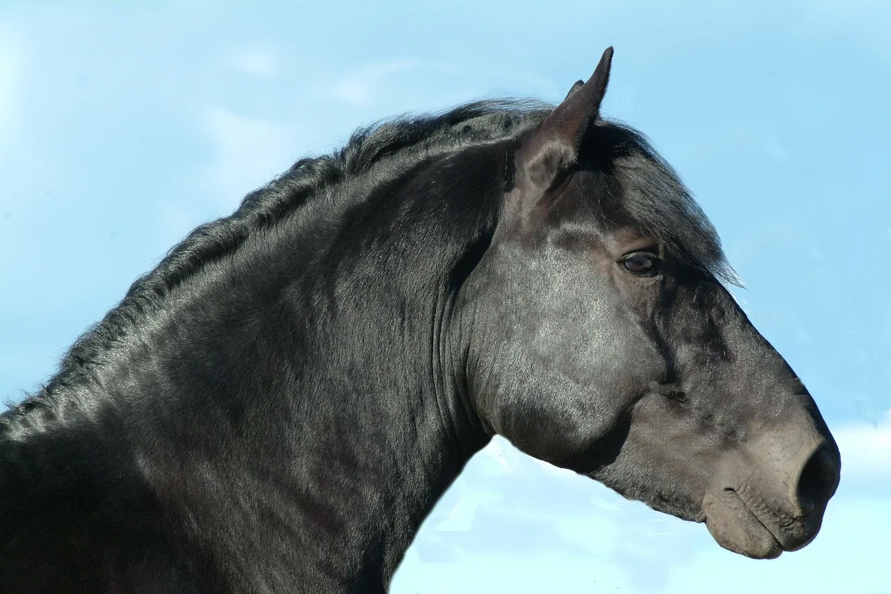Power in Breeds: The Top 10 Strongest Horse Breeds in the World