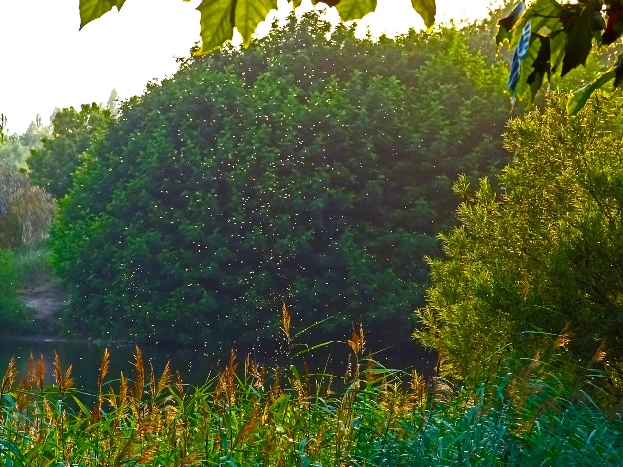 War with Flies: A Summer Full of Annoyance Awaits Gardeners!