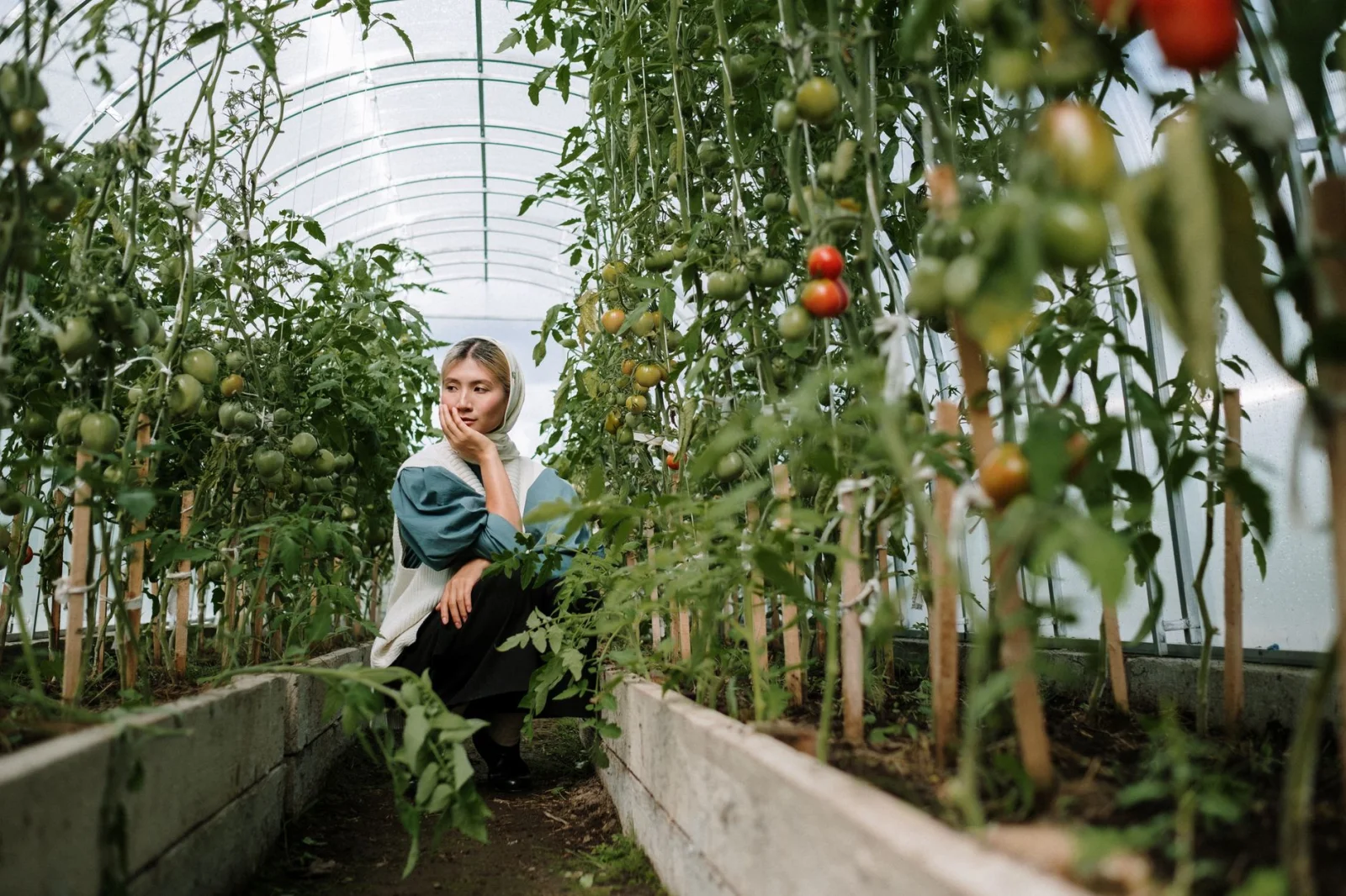 Destruction in the Garden: How to Combat Tomato Blight?
