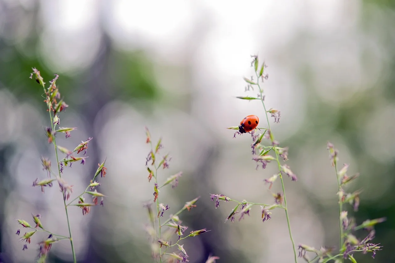 Green Revolution in the World of Lawns: How Can We Protect Wildlife?