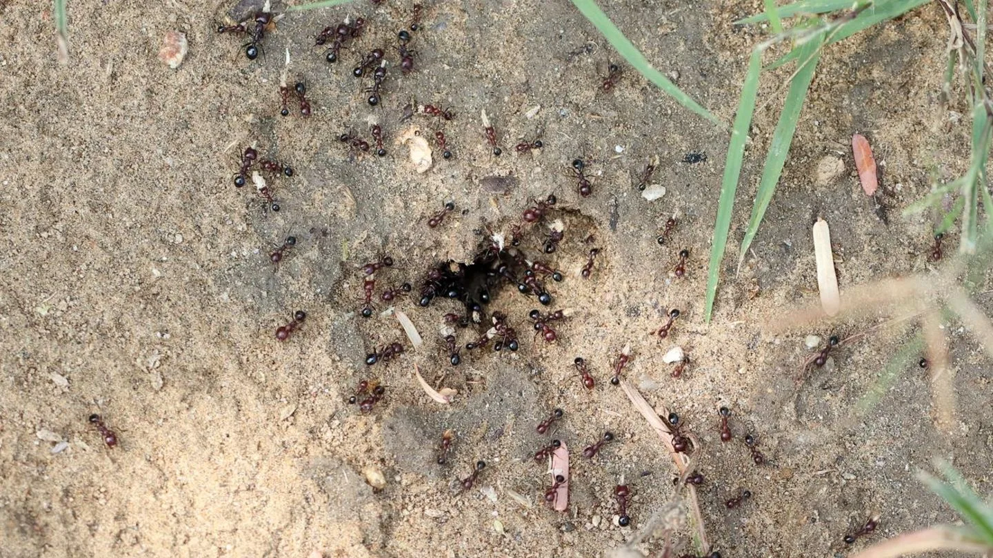 Why You Shouldn't Overlook the Presence of Ants in Your Garden?