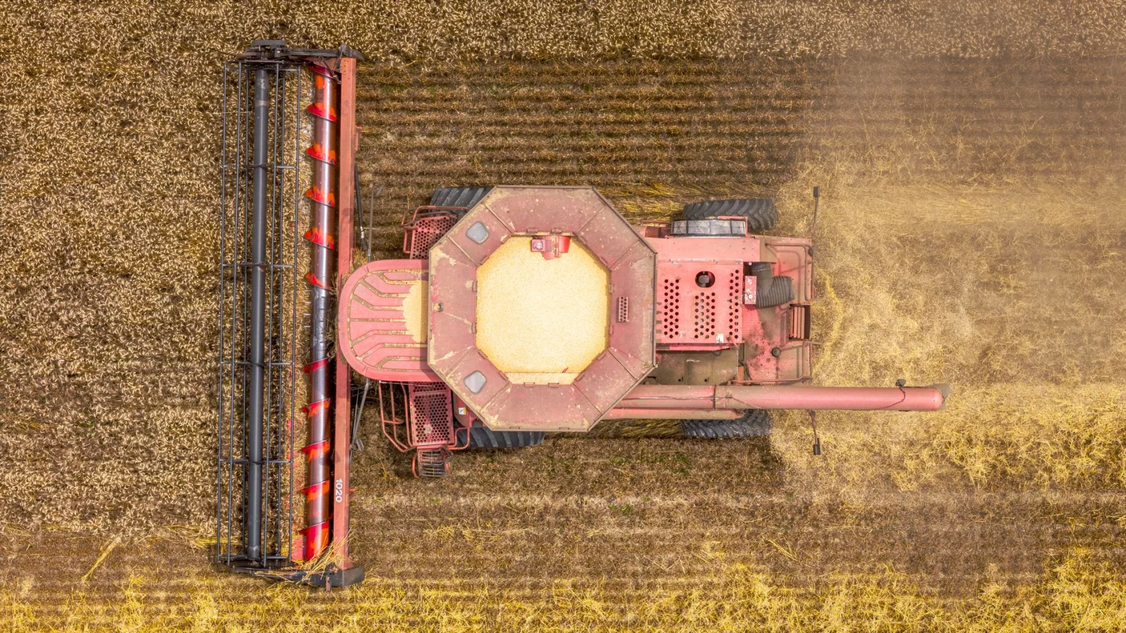 Pressure on Farmers: The Start of Wheat Harvest Amid Challenges