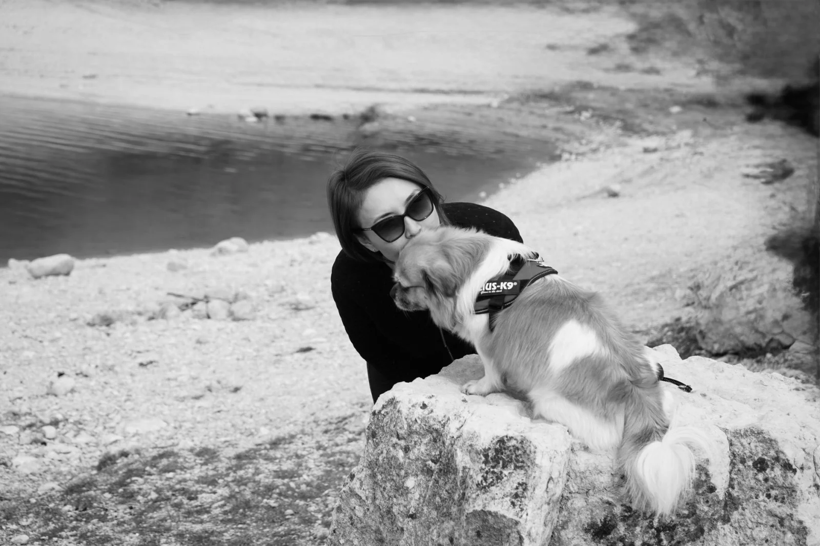 Do You Also Need a Dog Ownership Certificate? Heavy Fines Await New Owners!