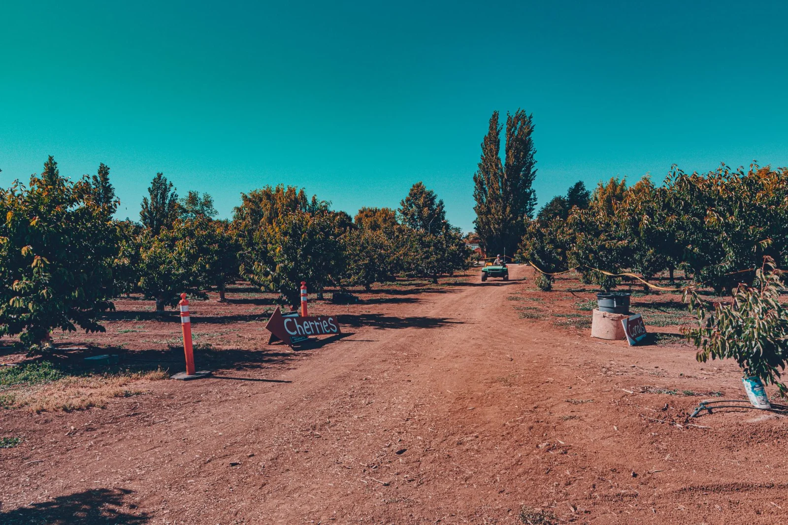 The Amazing Future of Cherry Cultivation in Franconia; Technology in Service of Nature