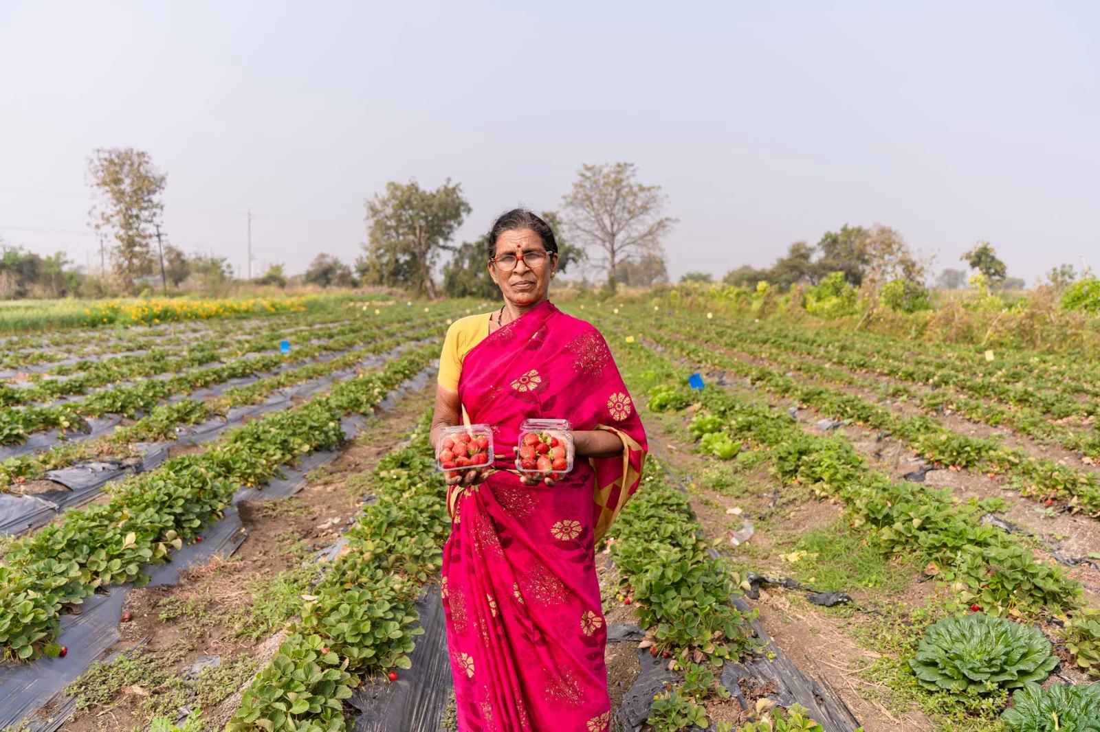 The Strawberry Harvest Season Has Begun; Can This Delicious Fruit Save Farmers?
