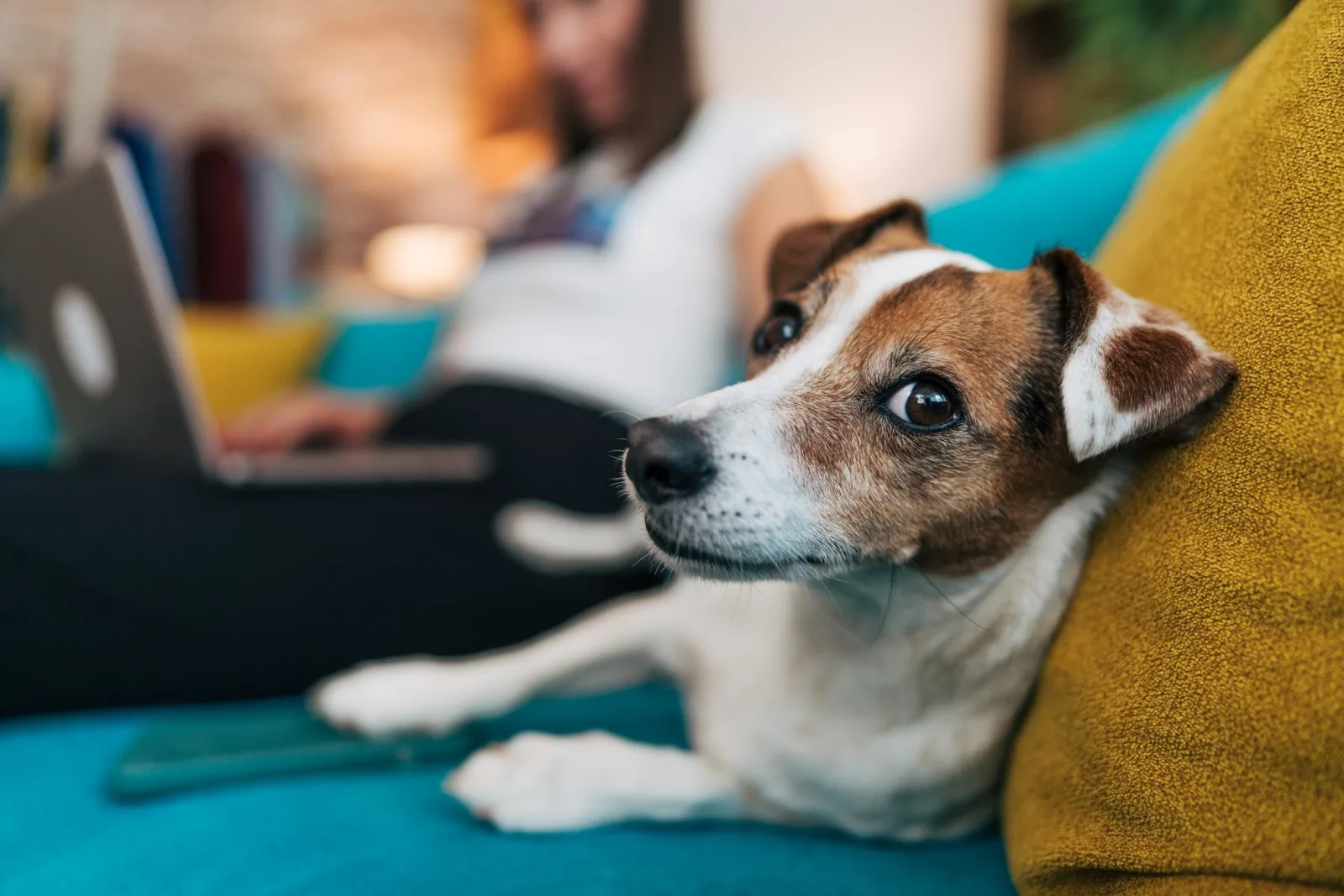 €50,000 Fine: Important Information for Dog Owners in Bremen