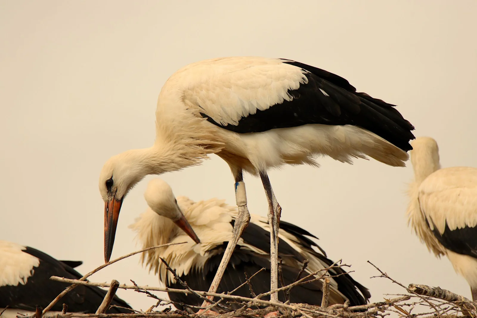 Stork Conservation: The Amazing World of the Stork Village in Bernheim