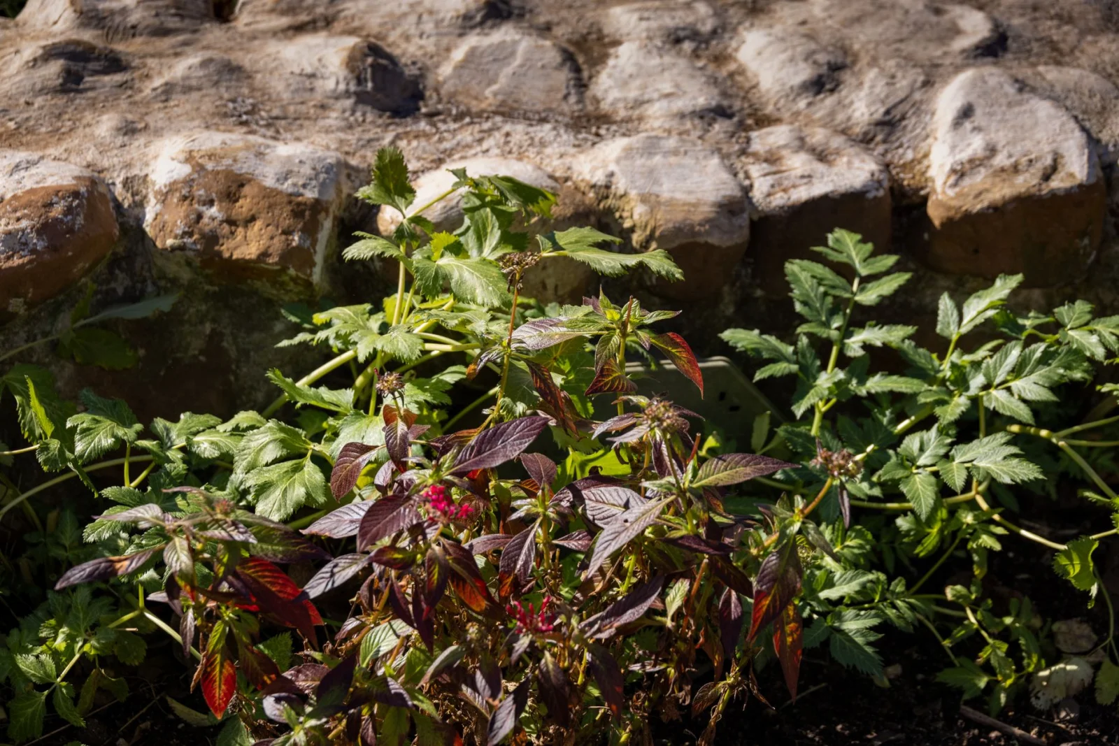 Strict Rules in the World of Gardening: Is Your Green Paradise at Risk?