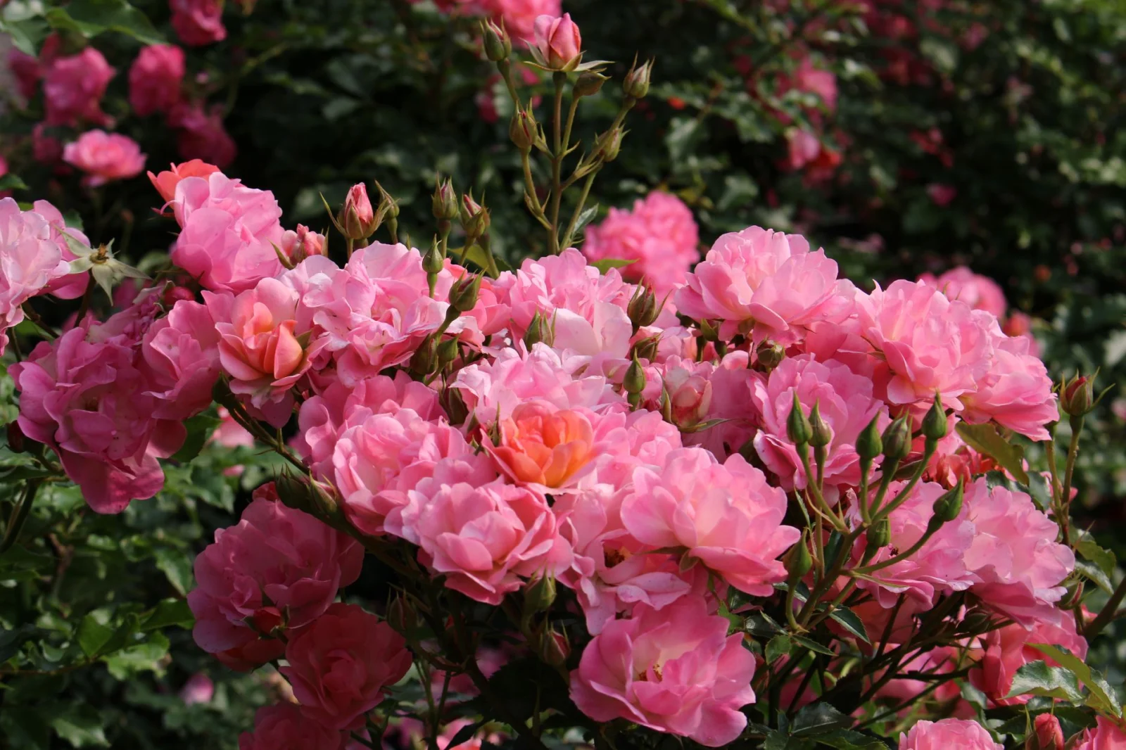 Miracle in the World of Flowers: Florist Who Created a New World with 'Candy Cloud'