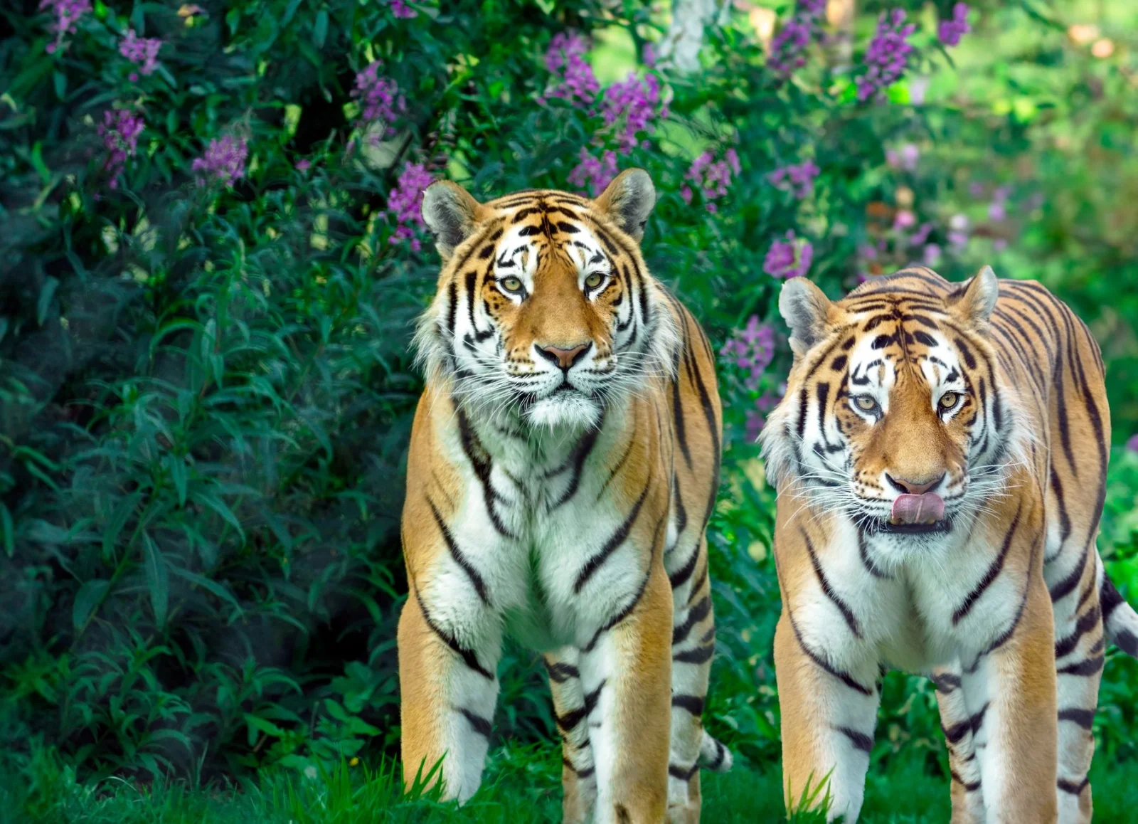 Six Tigers Transferred from Saxony to Spain!