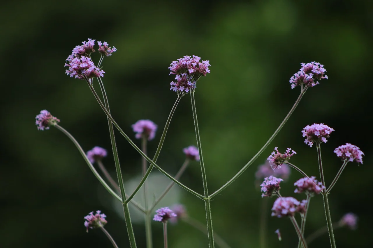 How to Turn Your Garden into a Sanctuary for Honey Bees?