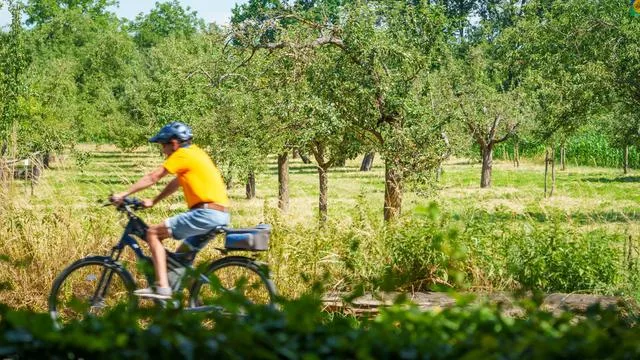 The Flourishing of Fruit Gardens in Hesse; A Sign of a Greener Future