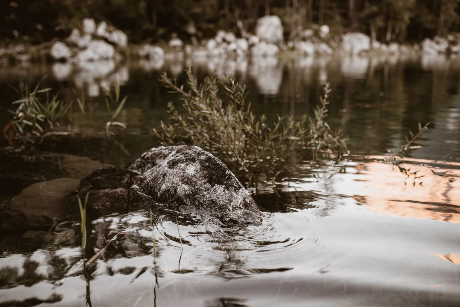 A Lake in the Heart of Nature: A Summer Secret to Discover