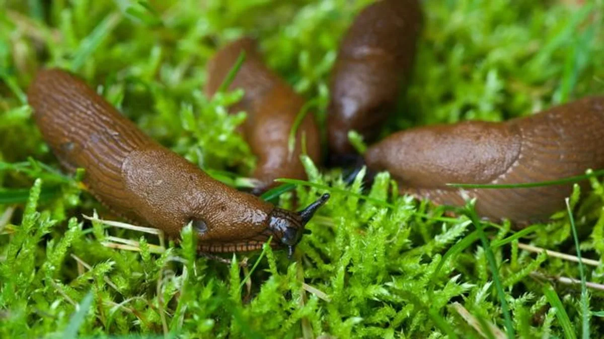 How to Eradicate Thrips in the Garden?