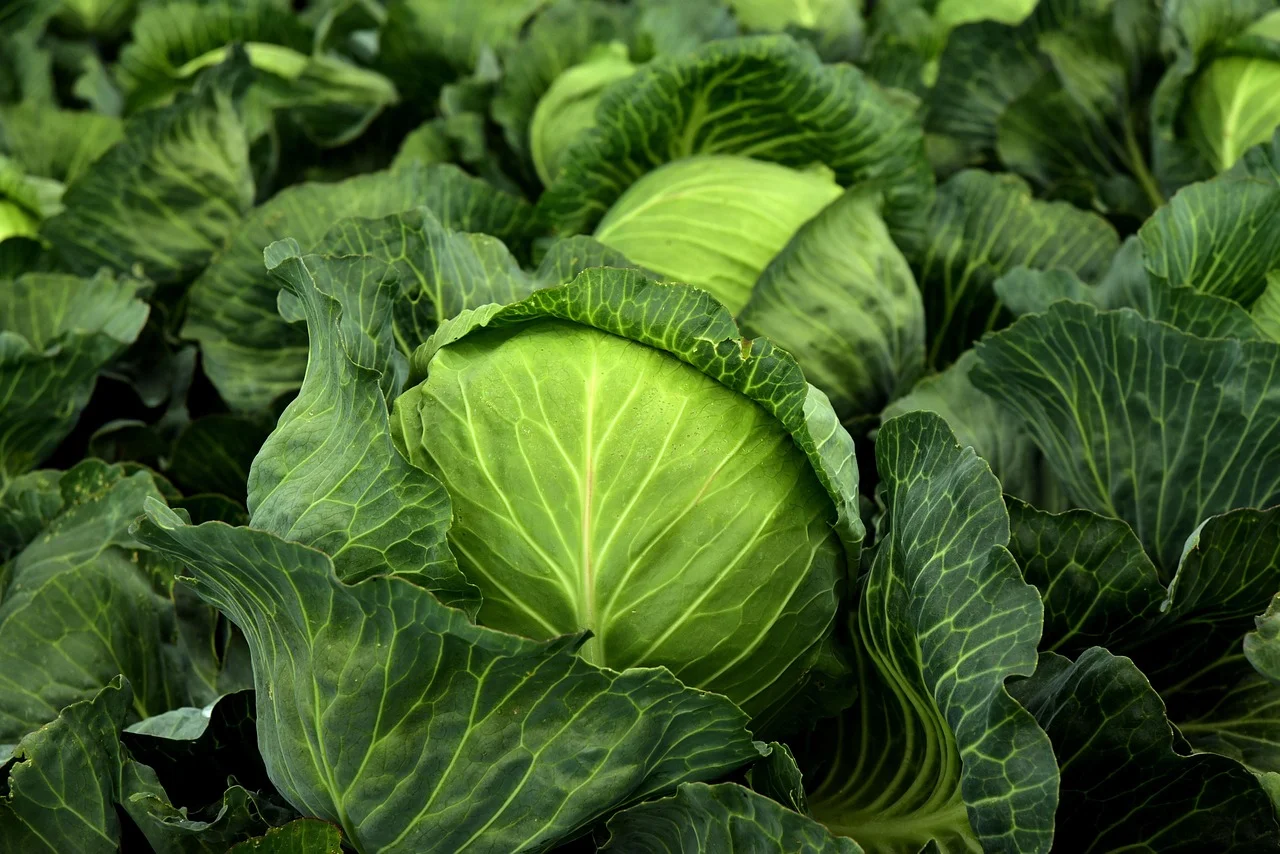 Superfood at the White House: The New Trend of Sauerkraut for Healthy Aging!