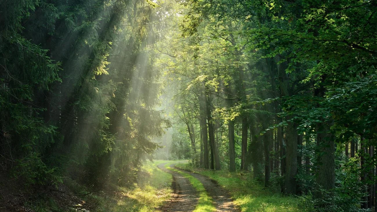 A Summer in the Shadow of Goethe: Light in 50 Chapters