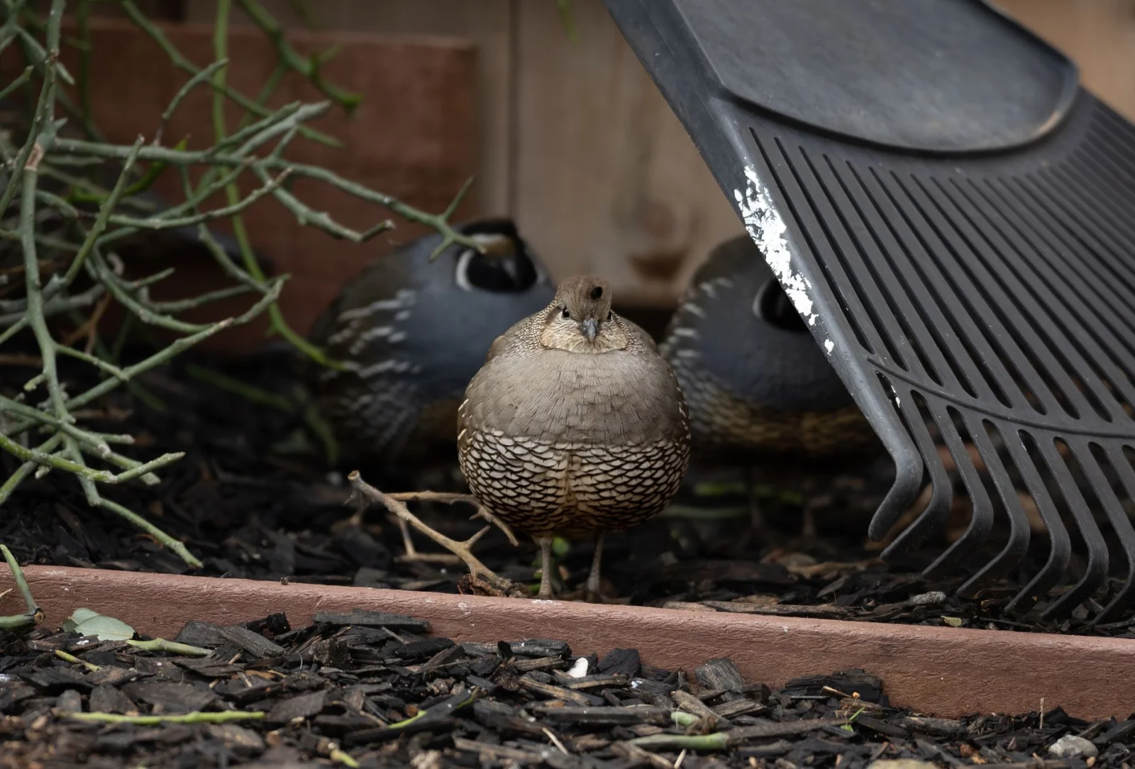 Which Bird Should We Choose for Our Garden: Chicken or Quail?