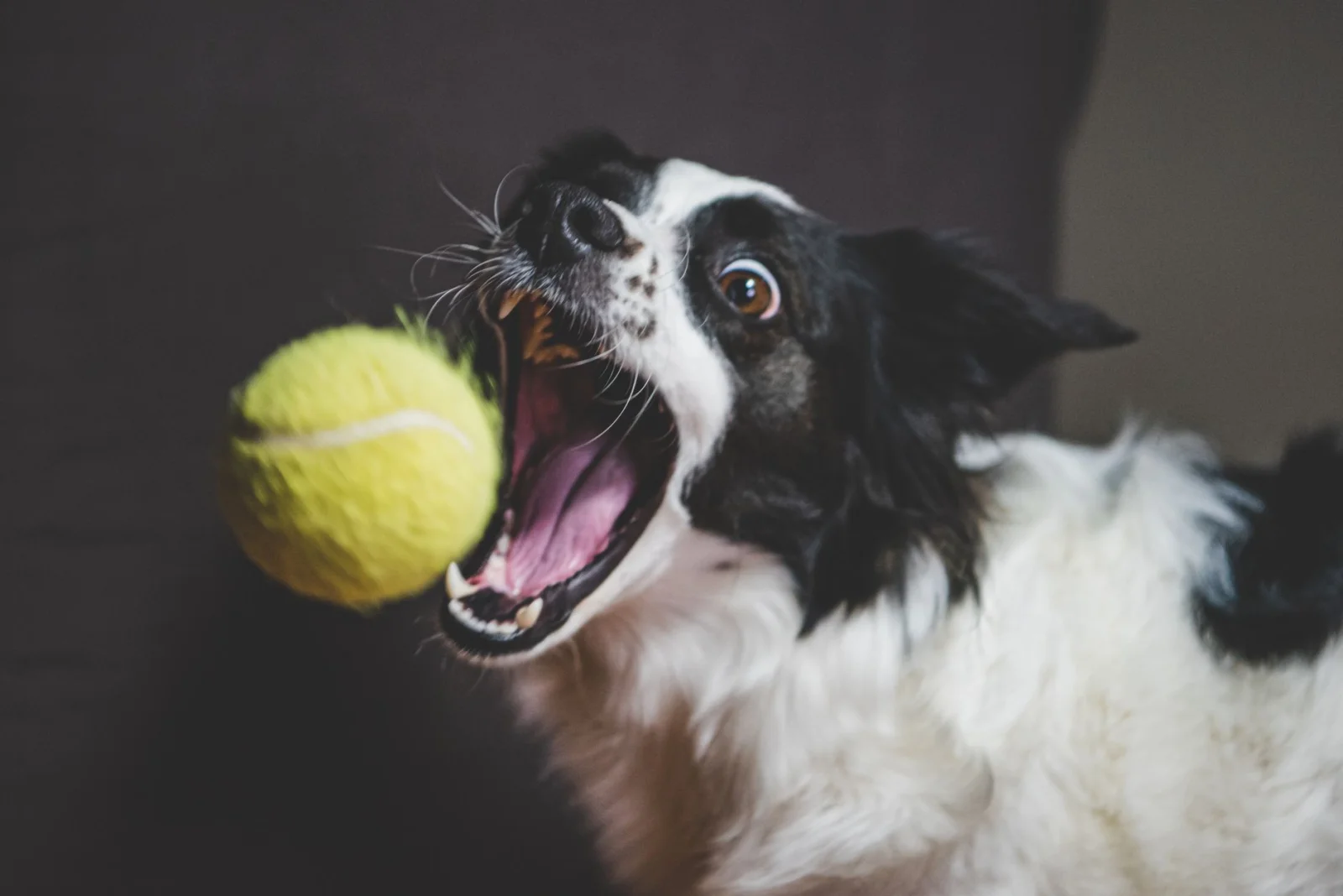 Sounding the Alarm: Zverev and Sabalenka Call for Dogs to be Allowed at Wimbledon!