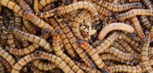 The Strange World of Bones: How Worms Come to the Aid of Museums?