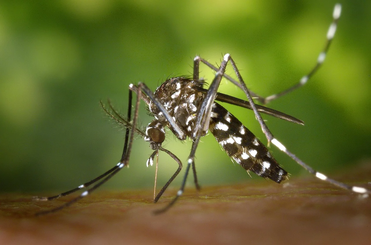 Experts Warn: Germany on the Brink of a Tiger Mosquito Outbreak