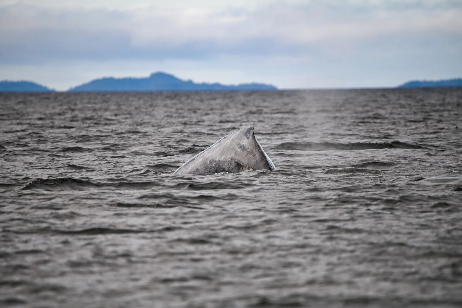 Wonder in the Sea: Two Beaked Whales Break World Record!