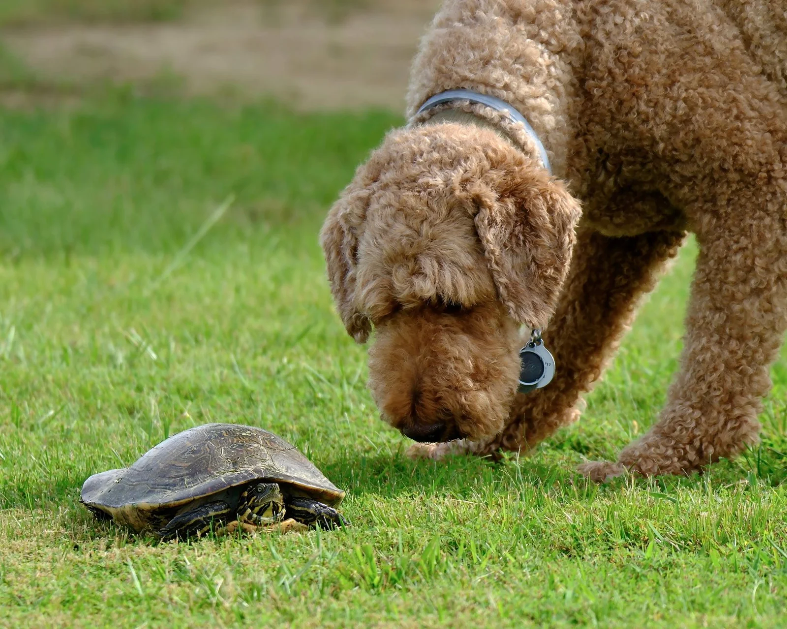 Dogs, Turtles, and Record-Breaking Rabbits; Wonders of the Animal World!