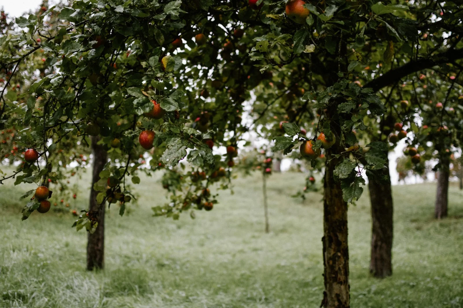 Runaway Horses: A Delightful Party in the Apple Orchard!