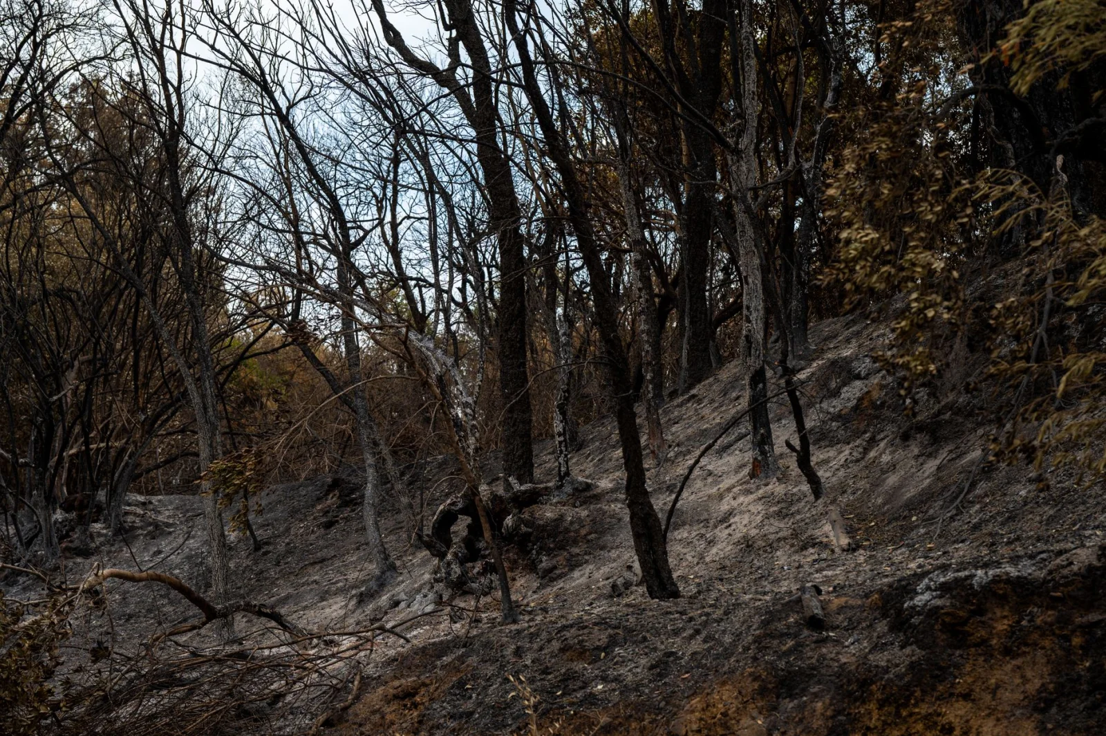 Widespread Wildfire in France's Forests; Paris at Risk