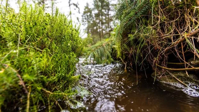 Forests at Risk: Wetland Restoration to Save the Environment