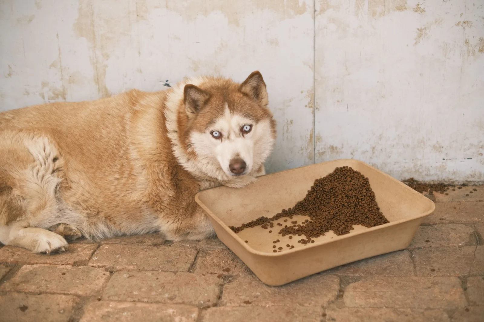 Rudy, the Friendly Husky Looking for a New Family