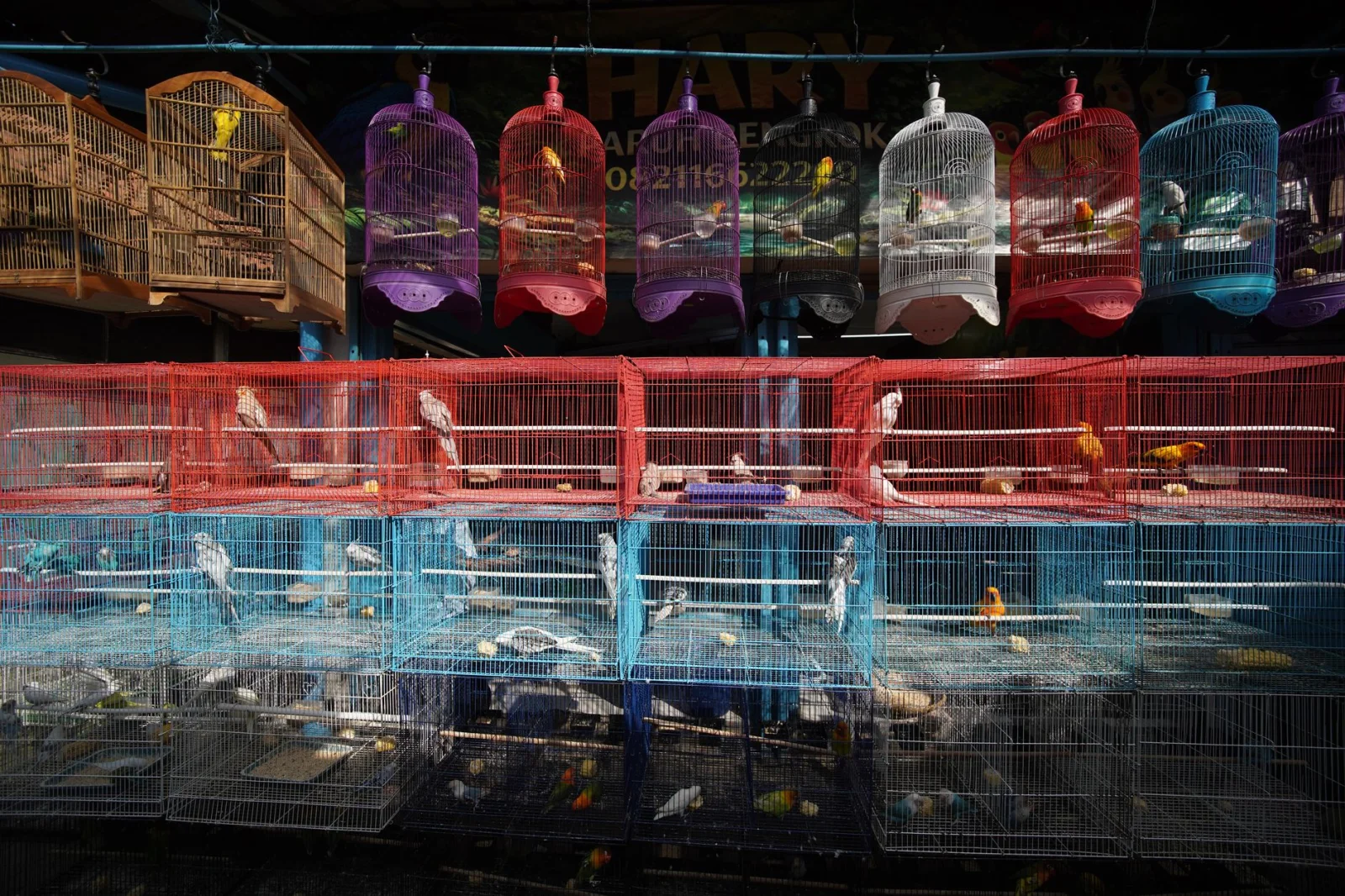 The Promise That Wasn't Broken with Animals: The Story Behind Aldi