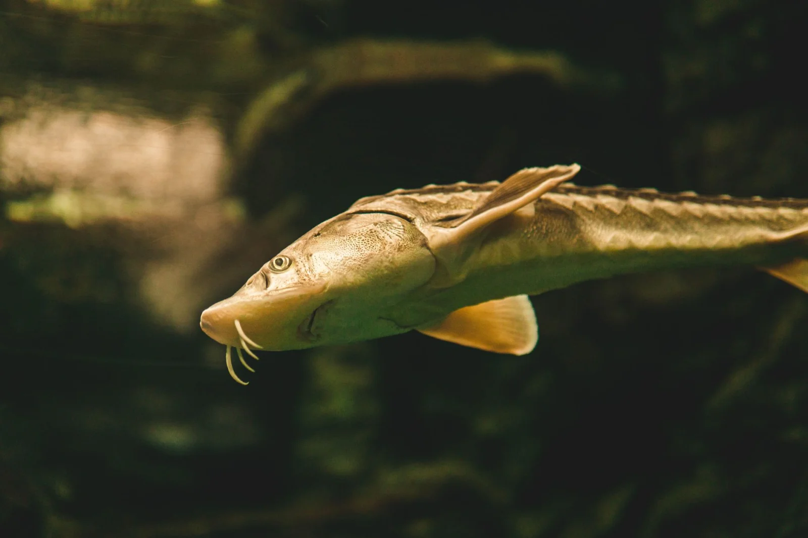 Conservation of Ancient Creatures: The Return of 200-Million-Year-Old Fish to the Danube