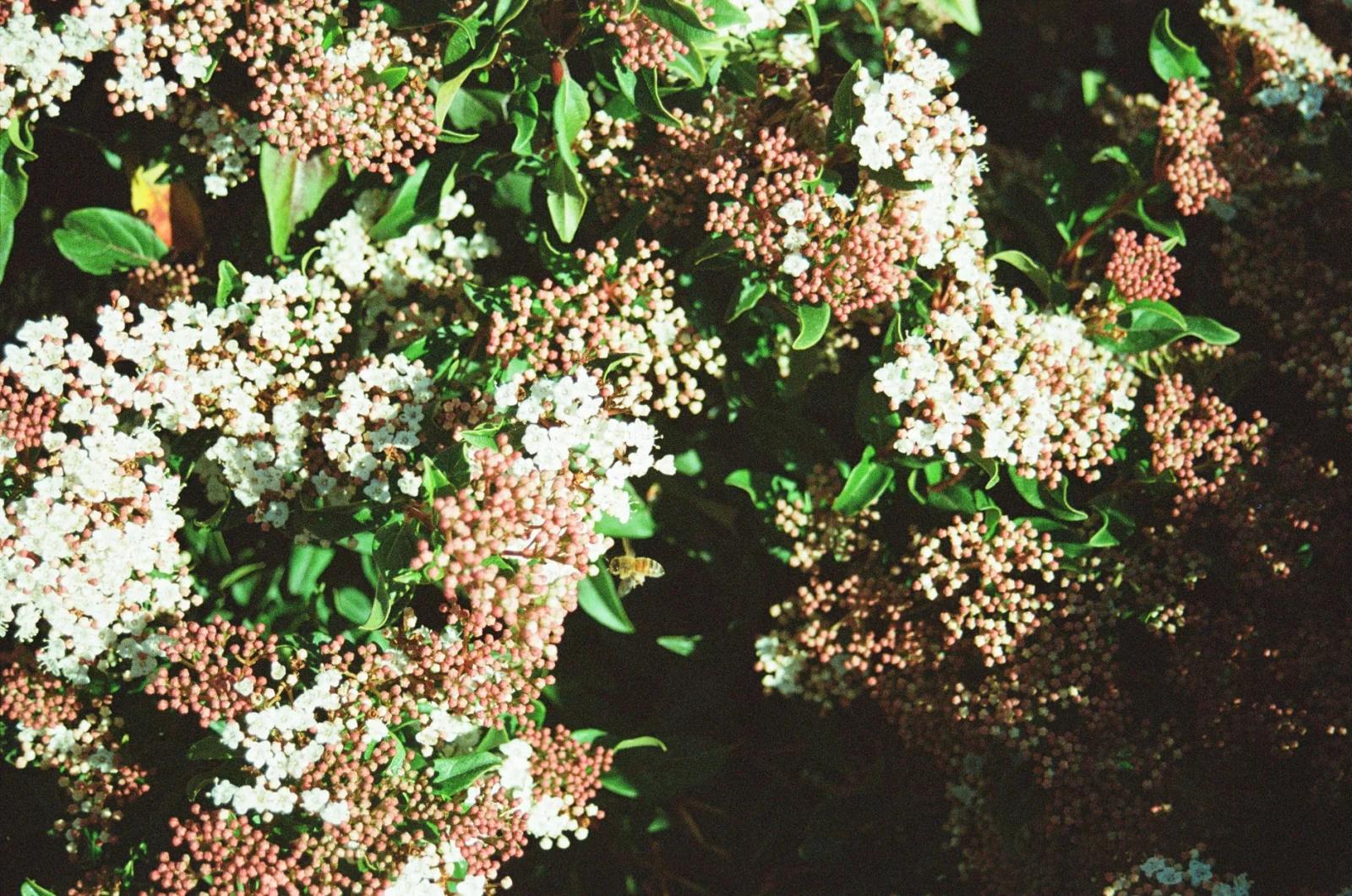 Keeping Bees Away from the Terrace with Two Simple Tricks