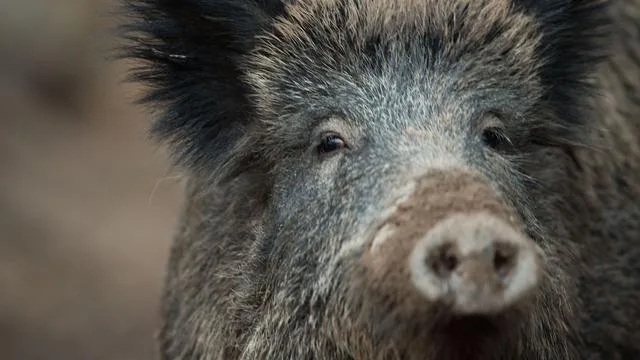 Unexpected Hunt: Wild Boar in Nuremberg Cemetery