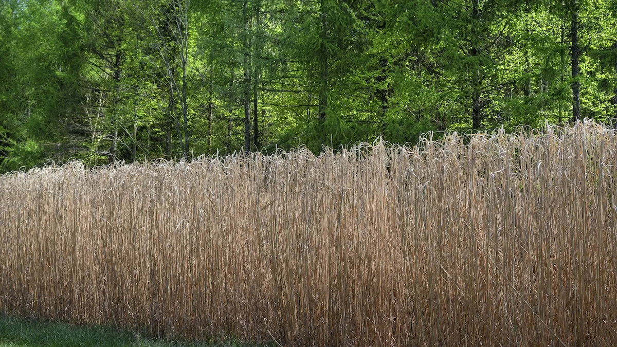 Turning Weeds into a Forest: The Wonders of a Bavarian Family in the Czech Republic