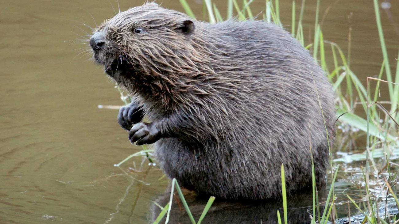 Tiger Play on the Road: Accident of Two Cyclists Due to a Beaver!